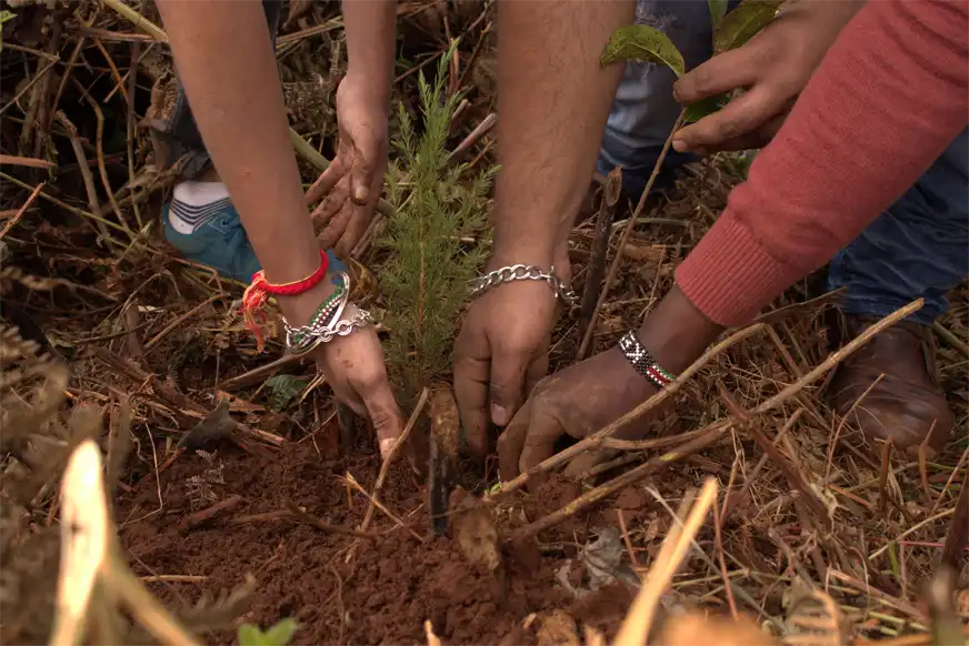 Malbros kimakia forest
